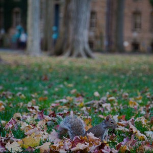 Photo by Princeton University, Office of Communications This little guy counts as another important sign that you're back in the Orange Bubble.