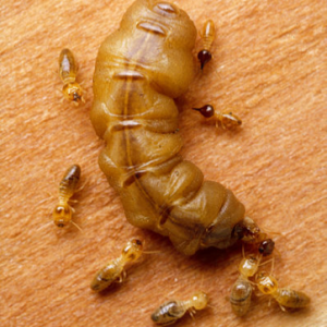 Photo by Australian Commonwealth Science and Industrial Research Organization (CSIRO) Ew