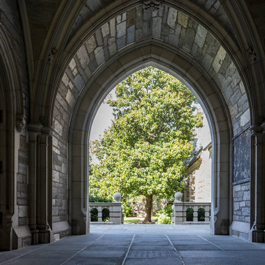 Tree in summer framed by Princeton dorm architecture. 